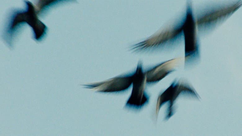 Pigeonman